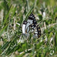 Belenois java at Symonston, ACT - 2 Oct 2023 12:44 PM