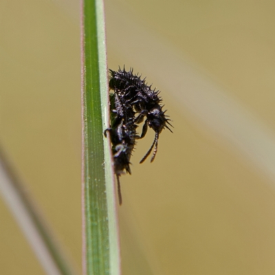 Hispellinus multispinosus (Spiny leaf beetle) at Higgins Woodland - 1 Oct 2023 by Trevor