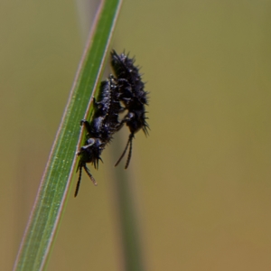 Hispellinus multispinosus at Higgins, ACT - 2 Oct 2023 10:46 AM