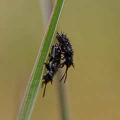 Hispellinus multispinosus at Higgins, ACT - 2 Oct 2023