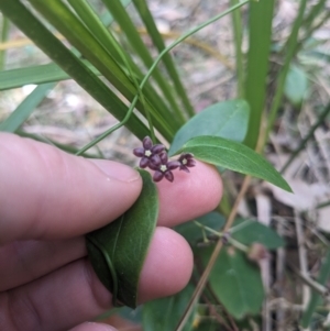 Vincetoxicum barbatum at Mogareeka, NSW - 1 Oct 2023