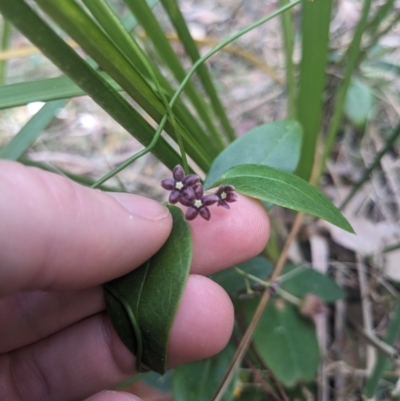 Vincetoxicum barbatum (Bearded Tylophora) at Mogareeka, NSW - 1 Oct 2023 by WalterEgo