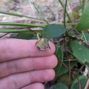 Vincetoxicum barbatum at Mogareeka, NSW - 1 Oct 2023