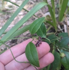 Vincetoxicum barbatum at Mogareeka, NSW - 1 Oct 2023