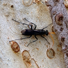 Fabriogenia sp. (genus) (Spider wasp) at Higgins Woodland - 2 Oct 2023 by Trevor