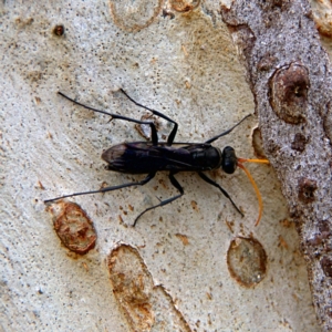 Fabriogenia sp. (genus) at Higgins, ACT - 2 Oct 2023