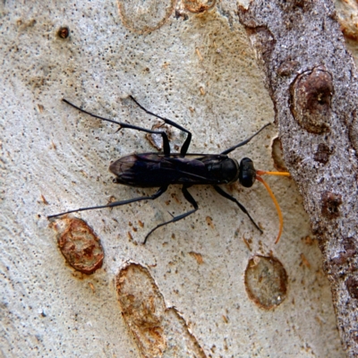 Fabriogenia sp. (genus) (Spider wasp) at Higgins Woodland - 2 Oct 2023 by Trevor