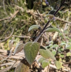 Plectranthus graveolens (Bush Basil) at Bournda National Park - 30 Sep 2023 by WalterEgo