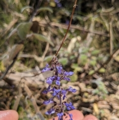 Plectranthus graveolens at Tathra, NSW - 30 Sep 2023 12:04 PM