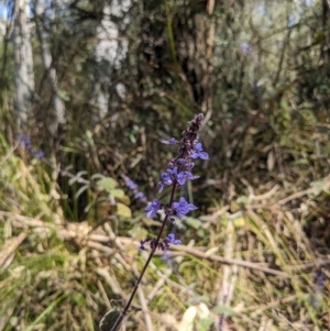 Plectranthus graveolens at Tathra, NSW - 30 Sep 2023