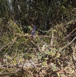 Plectranthus graveolens at Tathra, NSW - 30 Sep 2023