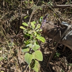 Plectranthus graveolens at Tathra, NSW - 30 Sep 2023