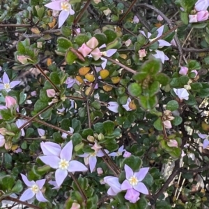 Boronia algida at Tinderry, NSW - 1 Oct 2023