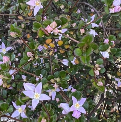 Boronia algida (Alpine Boronia) at Tinderry, NSW - 1 Oct 2023 by Safarigirl