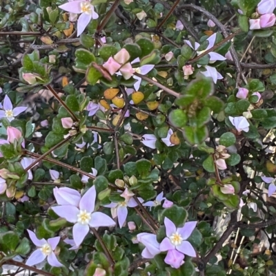 Boronia algida (Alpine Boronia) at Tinderry, NSW - 30 Sep 2023 by Safarigirl