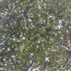 Boronia algida at Tinderry, NSW - 1 Oct 2023