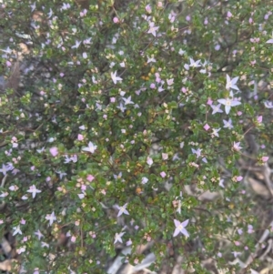 Boronia algida at Tinderry, NSW - 1 Oct 2023