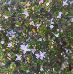 Boronia algida at Tinderry, NSW - 1 Oct 2023