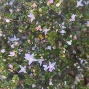 Boronia algida at Tinderry, NSW - suppressed