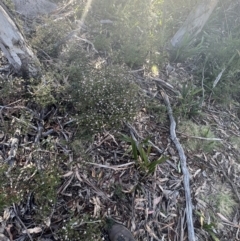 Boronia algida at Tinderry, NSW - 1 Oct 2023