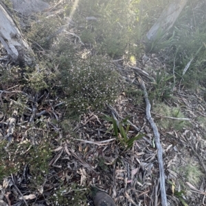 Boronia algida at Tinderry, NSW - suppressed