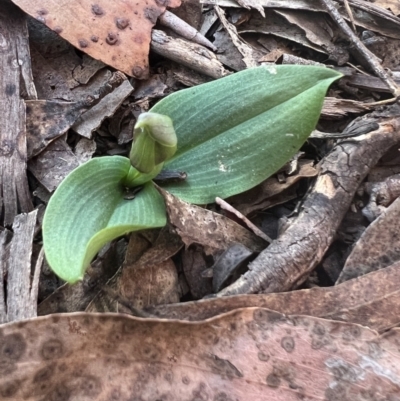 Chiloglottis valida (Large Bird Orchid) at Tinderry Nature Reserve - 30 Sep 2023 by Safarigirl