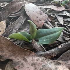 Chiloglottis valida at Tinderry, NSW - 1 Oct 2023