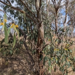 Eucalyptus stellulata (Black Sally) at Lions Youth Haven - Westwood Farm A.C.T. - 2 Oct 2023 by HelenCross