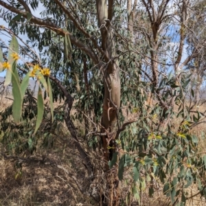 Eucalyptus stellulata at Lions Youth Haven - Westwood Farm A.C.T. - 2 Oct 2023