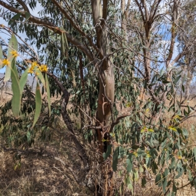 Eucalyptus stellulata (Black Sally) at Stromlo, ACT - 2 Oct 2023 by HelenCross