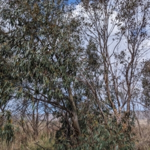 Eucalyptus stellulata at Lions Youth Haven - Westwood Farm A.C.T. - 2 Oct 2023