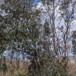 Eucalyptus stellulata at Stromlo, ACT - 2 Oct 2023