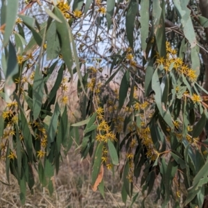 Eucalyptus stellulata at Lions Youth Haven - Westwood Farm A.C.T. - 2 Oct 2023