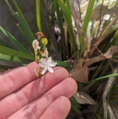 Libertia paniculata (Branching Grass-flag) at Mimosa Rocks National Park - 1 Oct 2023 by WalterEgo