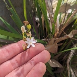 Libertia paniculata at Mogareeka, NSW - 1 Oct 2023 02:31 PM