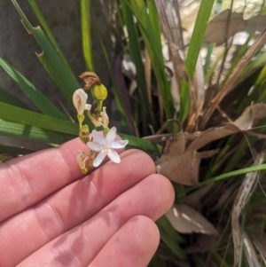 Libertia paniculata at Mogareeka, NSW - 1 Oct 2023