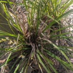 Libertia paniculata at Mogareeka, NSW - 1 Oct 2023