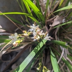 Libertia paniculata at Mogareeka, NSW - 1 Oct 2023