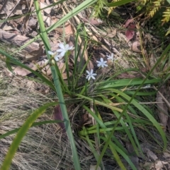 Libertia paniculata at Mogareeka, NSW - 1 Oct 2023 02:31 PM