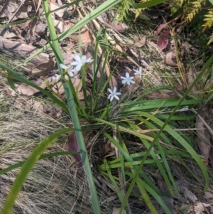 Libertia paniculata at Mogareeka, NSW - 1 Oct 2023