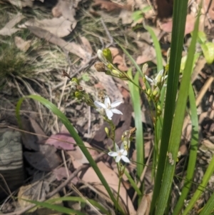 Libertia paniculata at Mogareeka, NSW - 1 Oct 2023 02:31 PM