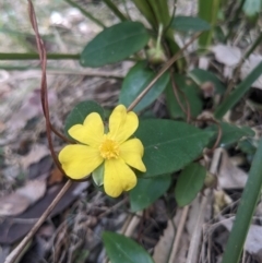 Hibbertia dentata (Twining Guinea Flower) at Mogareeka, NSW - 1 Oct 2023 by WalterEgo