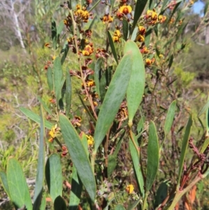 Daviesia mimosoides subsp. mimosoides at Berlang, NSW - 1 Oct 2023 11:33 AM