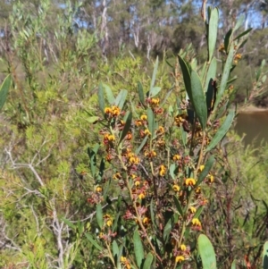 Daviesia mimosoides subsp. mimosoides at Berlang, NSW - 1 Oct 2023