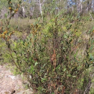 Daviesia mimosoides subsp. mimosoides at Berlang, NSW - 1 Oct 2023
