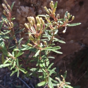 Olearia erubescens at Berlang, NSW - 1 Oct 2023 11:34 AM