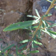 Olearia erubescens at Berlang, NSW - 1 Oct 2023 11:34 AM