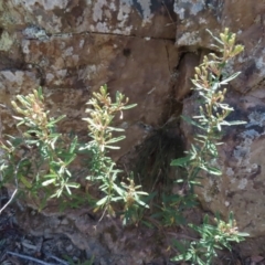 Olearia erubescens at Berlang, NSW - 1 Oct 2023 11:34 AM