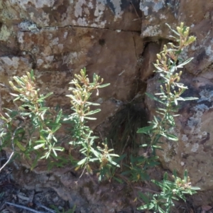 Olearia erubescens at Berlang, NSW - 1 Oct 2023 11:34 AM