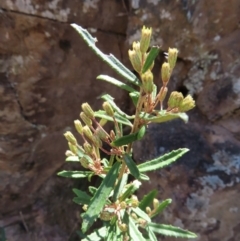 Olearia erubescens at Berlang, NSW - 1 Oct 2023